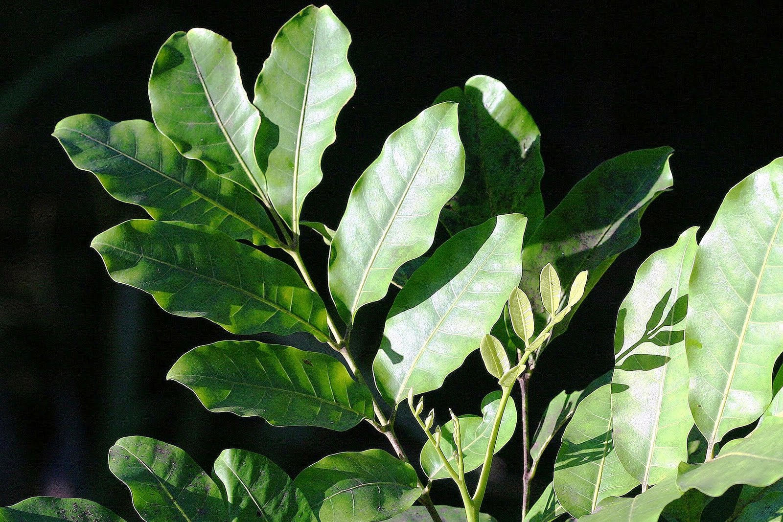 Dysoxylum spectabile - Kohekohe