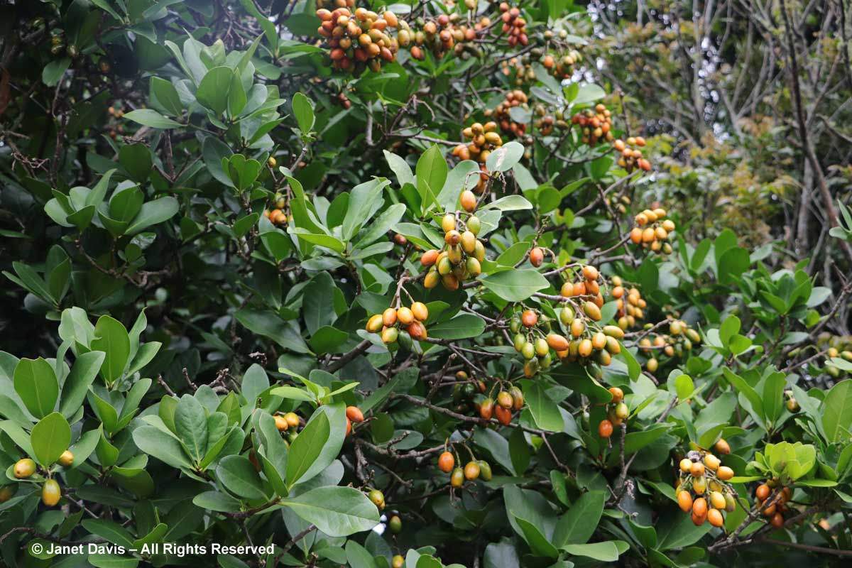 Corynocarpus laevigatus - Karaka