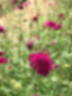 Knautia macedonia dark pink flowers in gravel garden