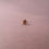 Thumbnail: Eight Point Star Gold Stud Earring