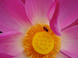 11990455_10153546675015540_621321342786402108_n