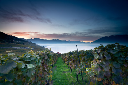 Lavaux-general-2012-NL(c)GregoireChappui
