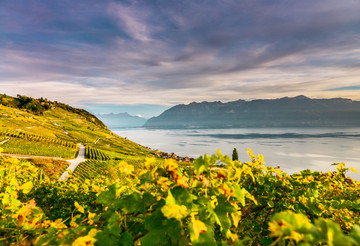 Lavaux2017(c)MaudeRion-38.JPEG