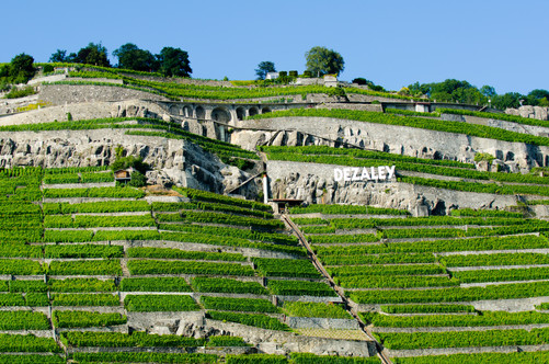 Lavaux-Dezaley-2012-NL(c)GregoireChappui
