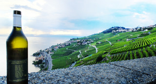 VinLavaux2016_(c)MaudeRion.JPEG