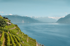 Lavaux_(c)JuliaTames.JPEG