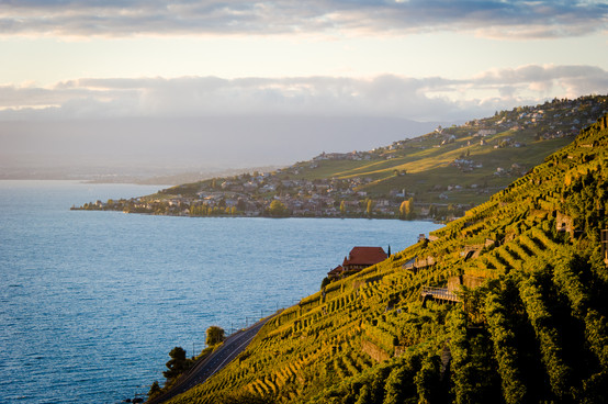 Lavaux-Dezaley-2012-NL(c)GregoireChappui