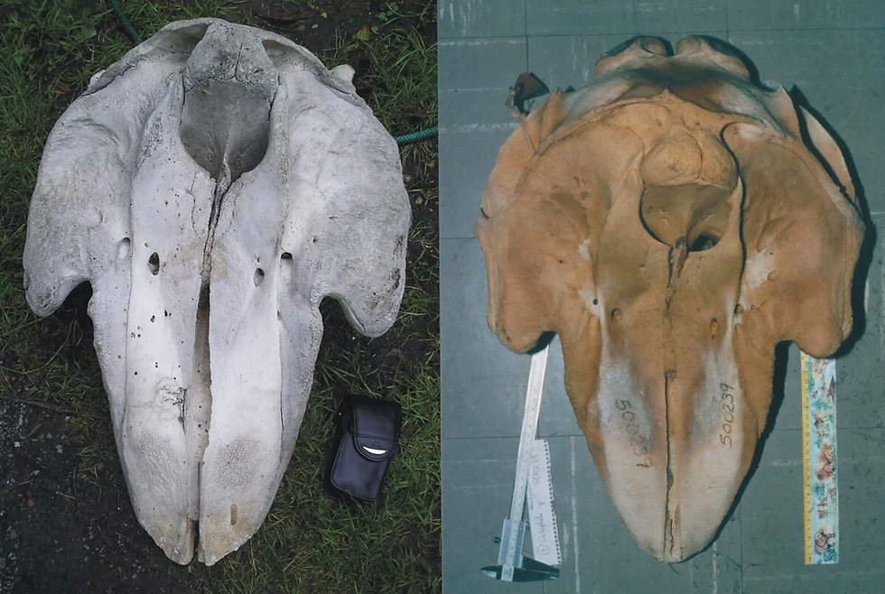 At left, the Durgan Beach ‘Morgawr’ skull of 1975. At right, a definite pilot whale skull. The two might not represent the same species (there are two pilot whale species), but I think this proves the true identity of the Durgan Beach skull. Images: Darren Naish, Colin McHenry.