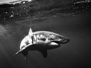 Great White Sharks in Cornwall