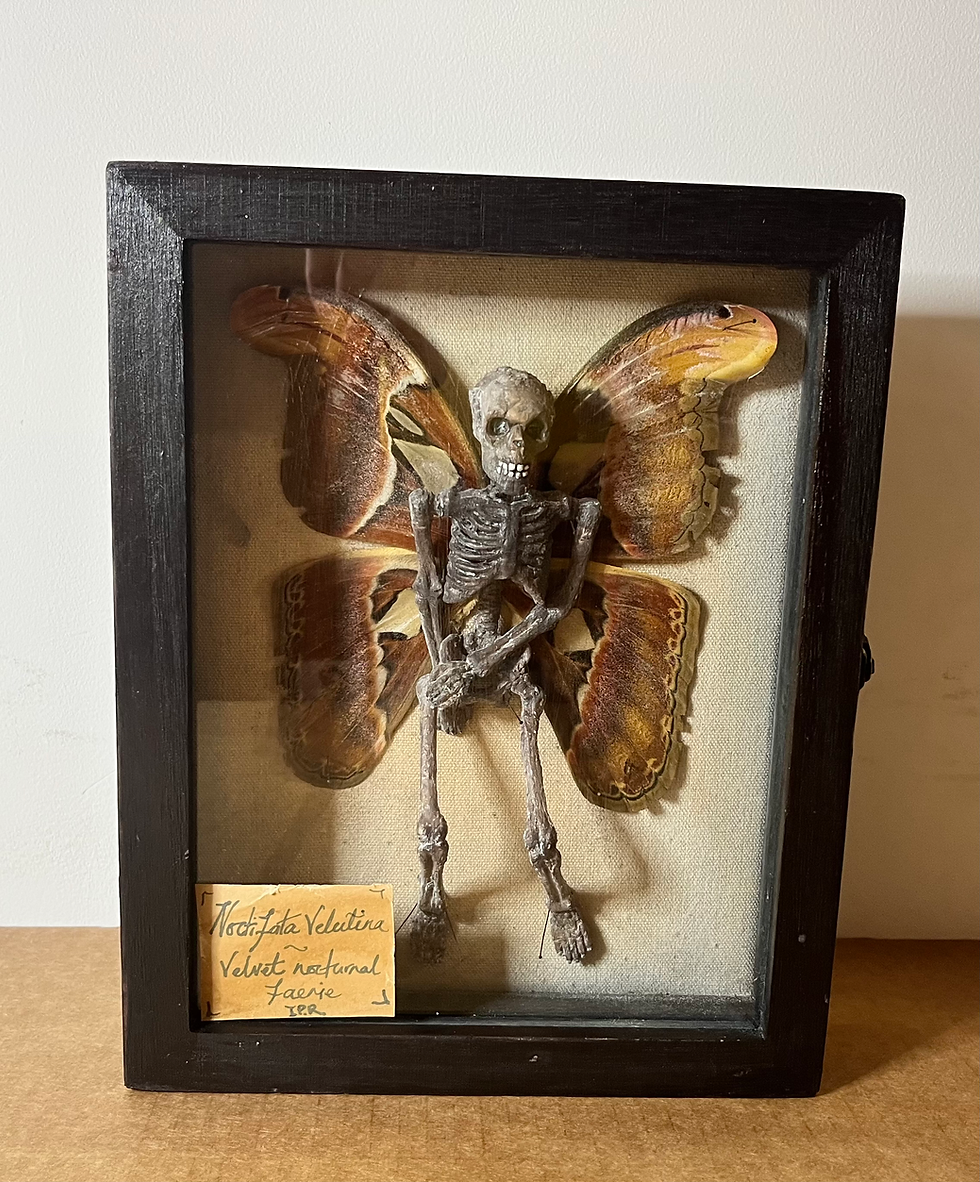Thumbnail: Noctifata Velutina: The Atlas‑Winged Faerie