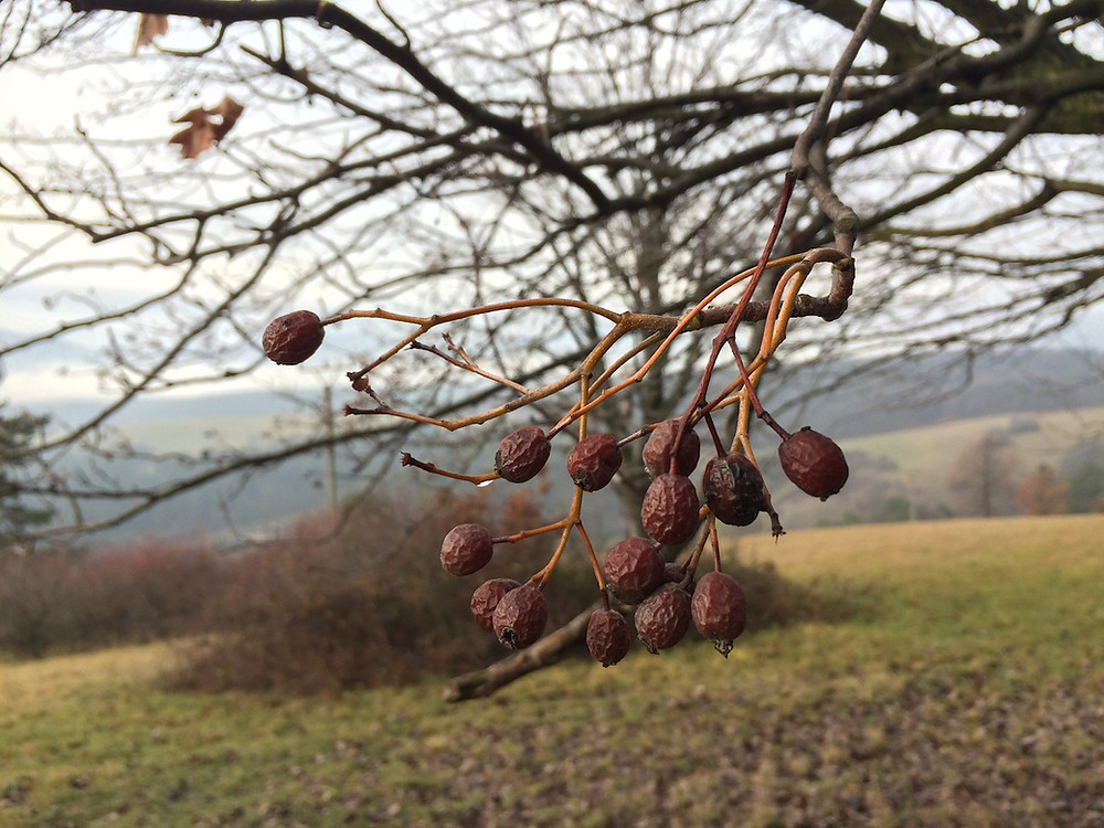 jarabina brekyňová, plody, Sorbus torminalis,