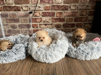 TESSY & THEA & FUWA FUWA