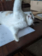 Tink bothering me 2