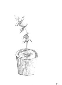 20220609 Dessin Jeune plant ML.jpg
