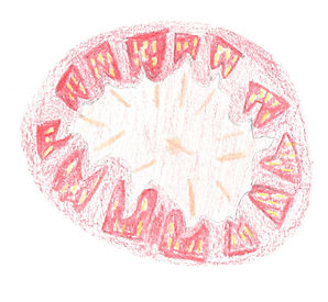 tomate 7.jpg