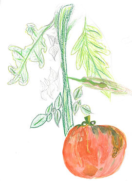 Tomate 12.jpg
