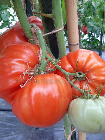 Chartres Castle - CP Croatian seeds 2022 - 01.jpg