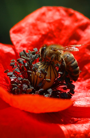 abeille coquelicot0033.jpg
