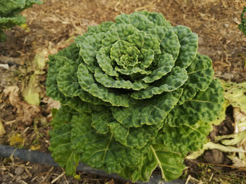 2020- Millançay CP URGC (3).jpg