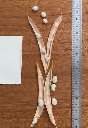 09_09_22 Petit riz (droite) et HCC (gauche) Chez Lucie_edited.jpg