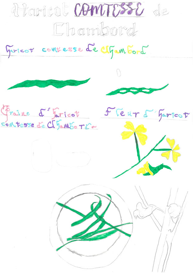 haricot 5e4e La Guerche Depret.jpg