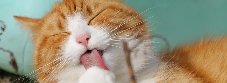 Orange and white tabby cat licking it's paw. An example of my cat feeding and cat sitting service