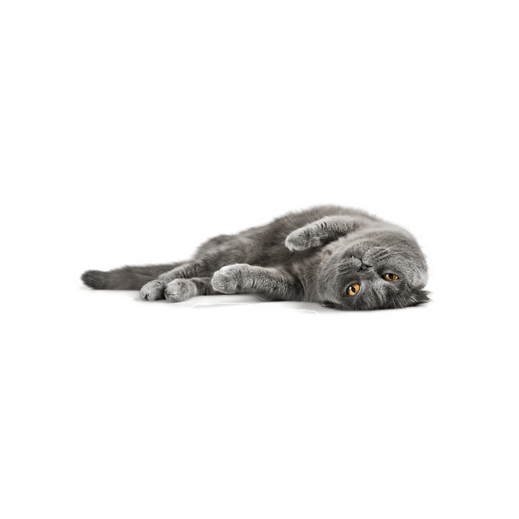 cat relaxing.png