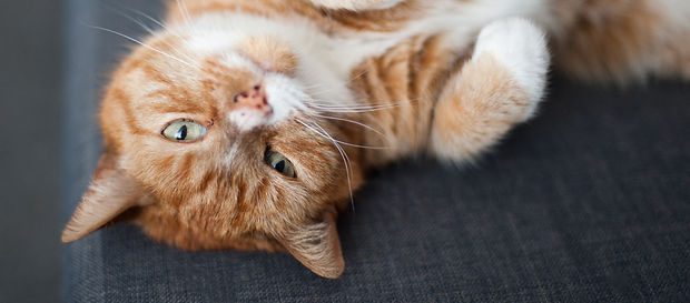 Relaxed Ginger Cat_edited_edited.jpg