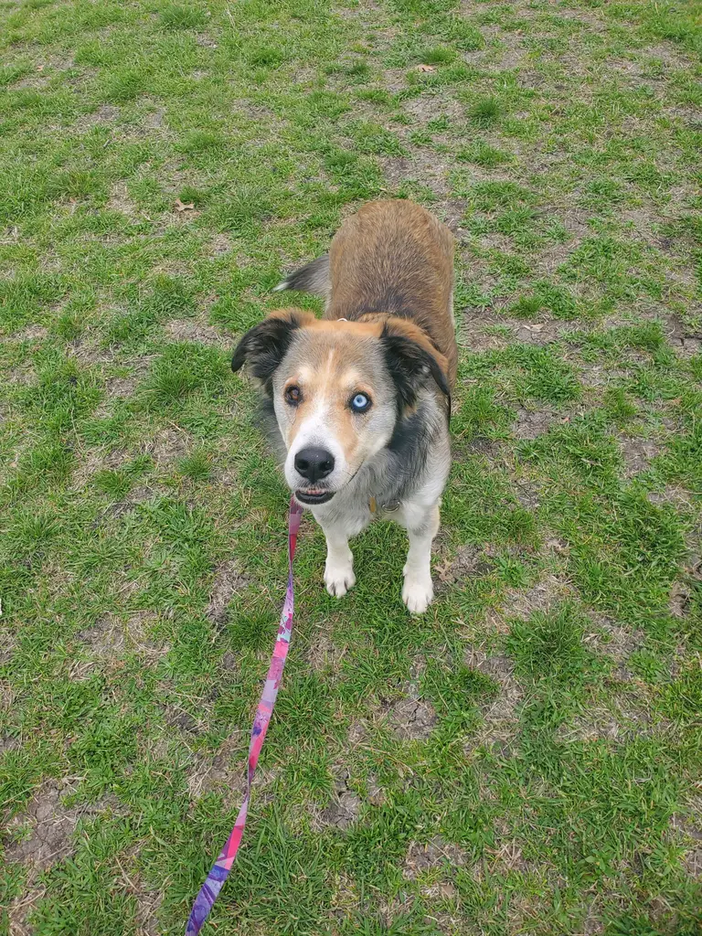 Medium-large, brown & white dog standing in grass, looking up attentively.