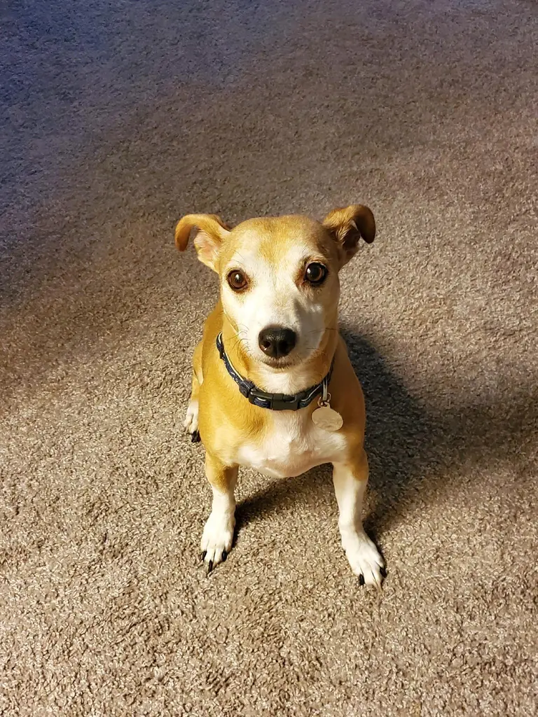 Small, brown & white, senior dog sits looking up at camera waiting for a treat.