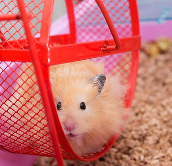 Hamster in Wheel_edited.jpg