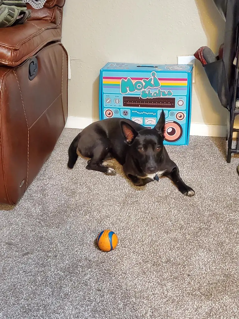 Small, black dog lying on floor with a small, orange ball near her.