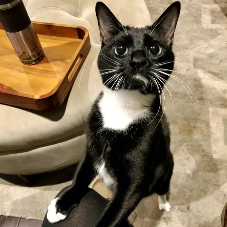 Tuxedo cat standing with front paws on petsitter's leg, looking up curiously.