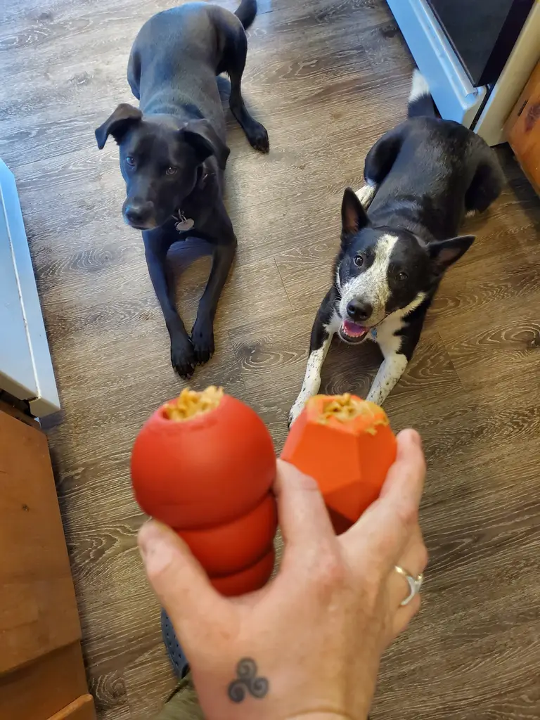 Two dogs lying down, staring up at hand holding two Kong toys filled with peanut butter.