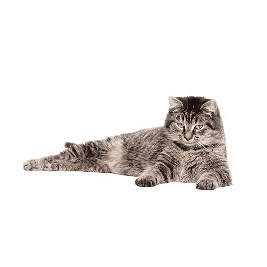 cat laying.png