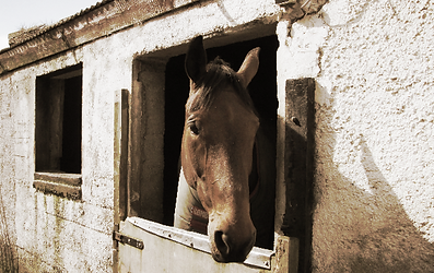 D.I.Y. Stable Livery