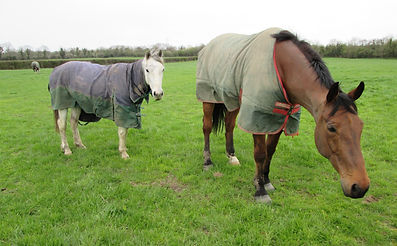 D.I.Y. Grass Livery
