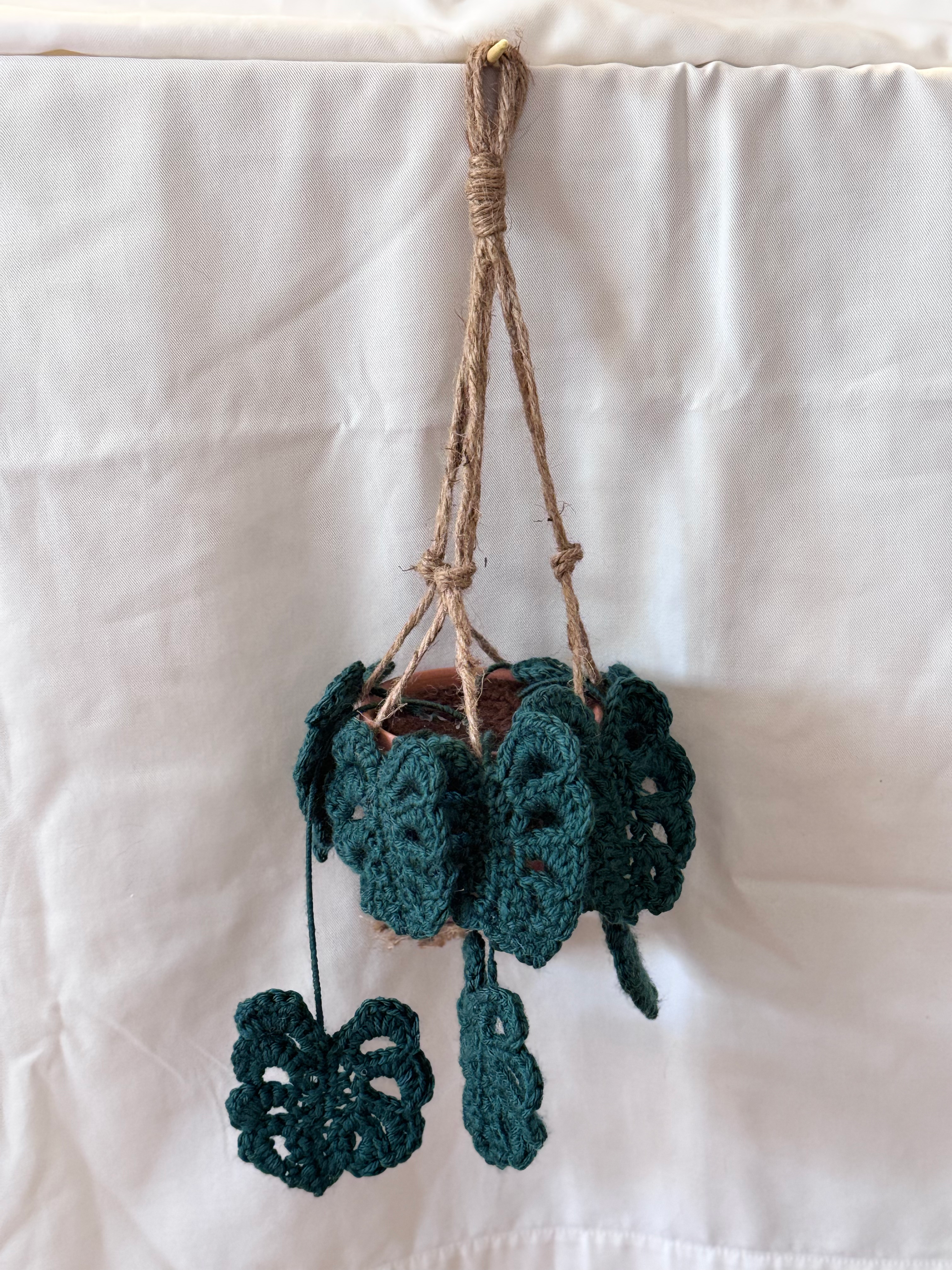 Hanging monstera plant in clay pot
