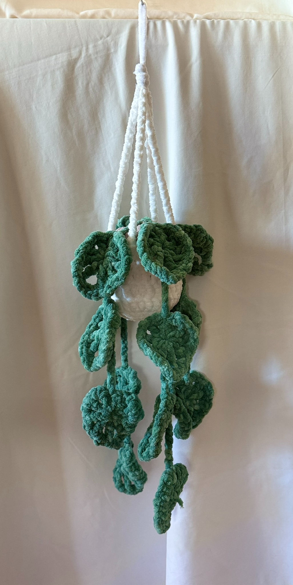 Hanging philodendron