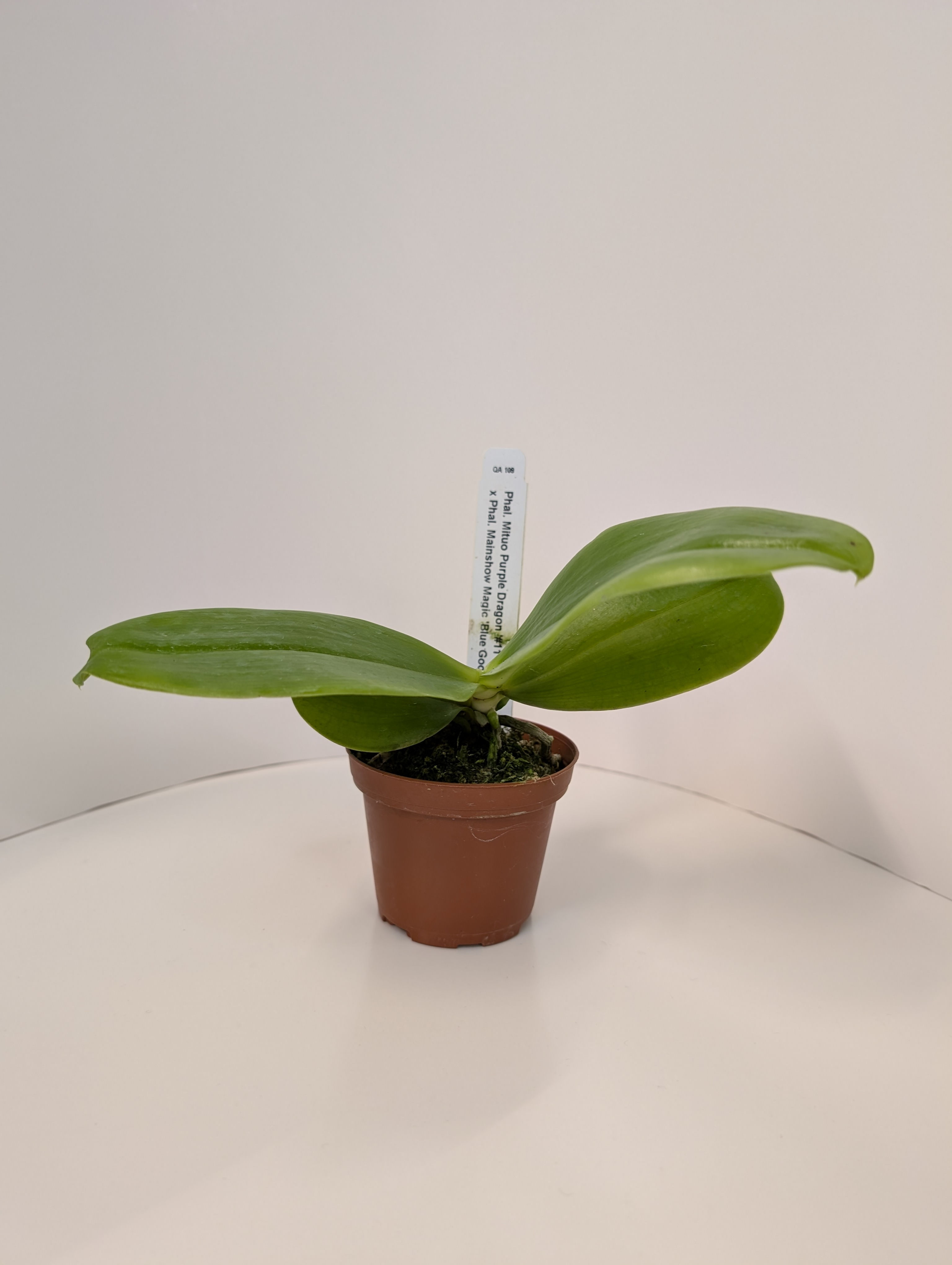 Phal. Mituo Purple Dragon 1 White Blue x Phal. Mainshow Magic Blue Good Form
