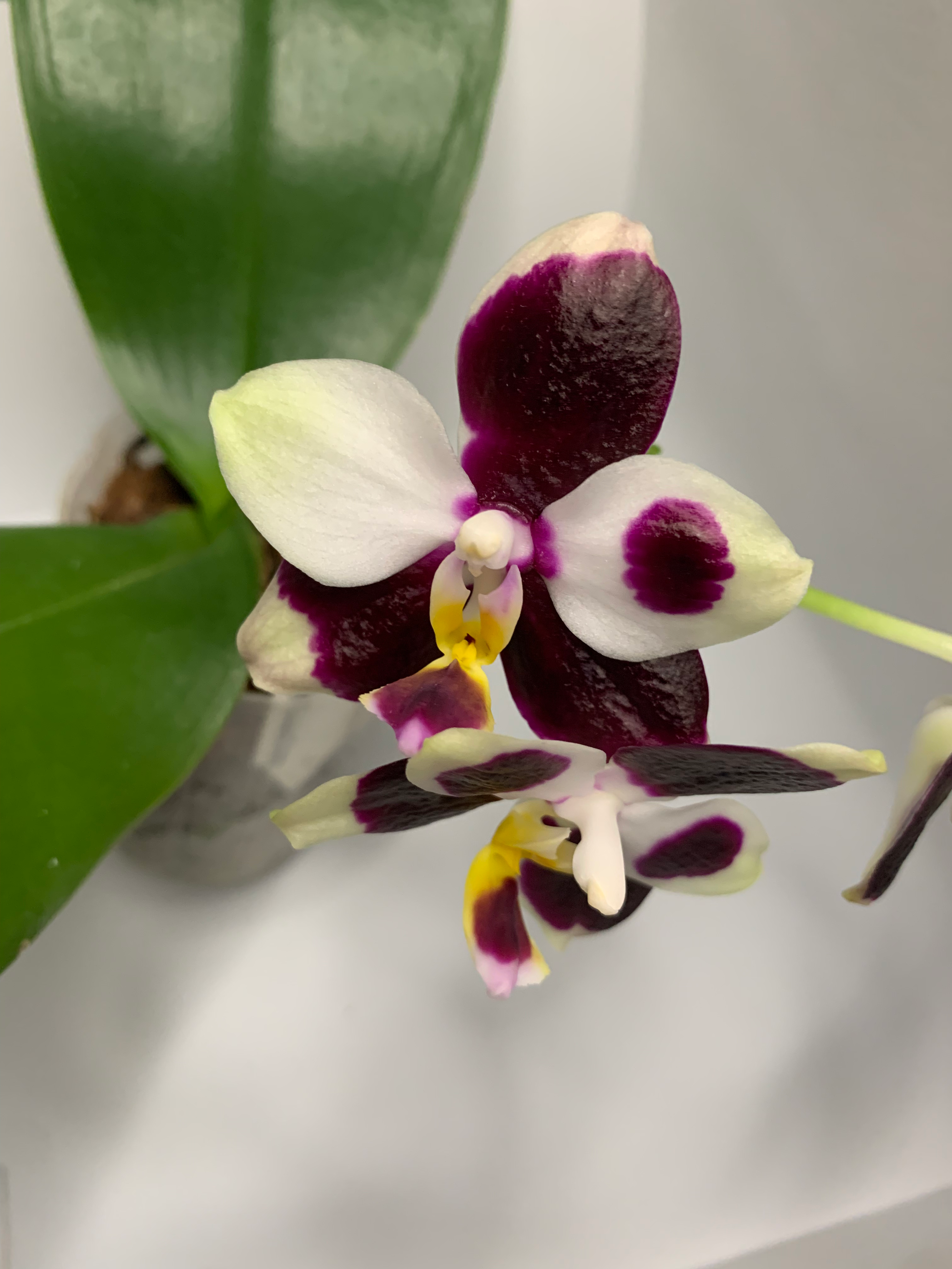 Phalaenopsis FANGtastic Green Envy