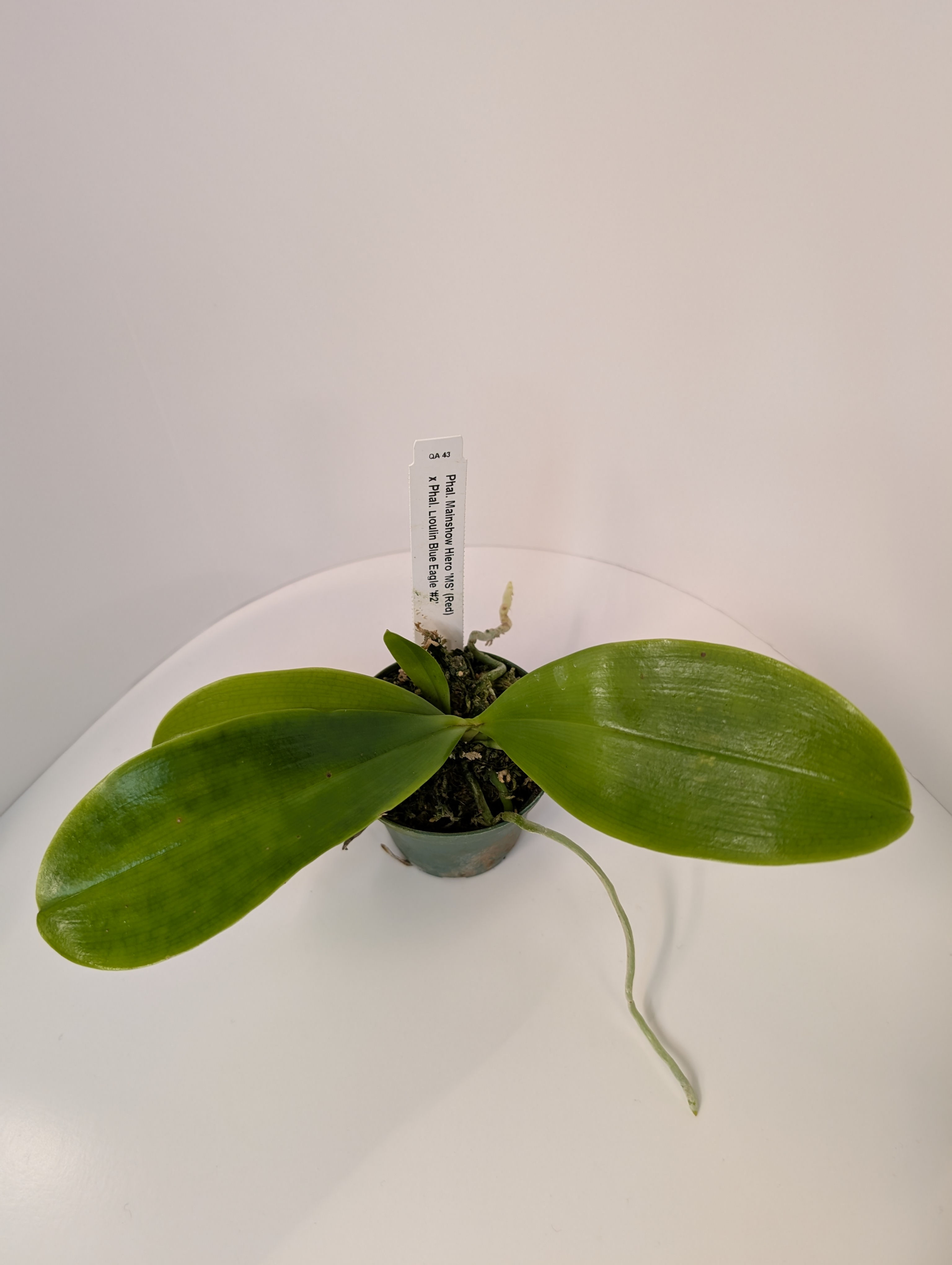  Phal Jennifer Palermo #2

x Phal. Mainshow Blue Elf #1'
