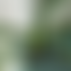 Boost Your Orchid's Health with These Simple Tips: A Basic Orchid Care Guide