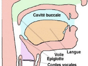 Qu’est-ce que la voix ? Comprendre l’instrument que nous sommes
