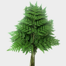 Leather Leaf.png