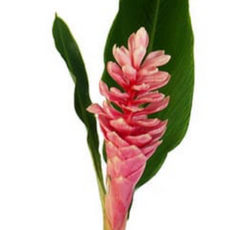 Ginger.png