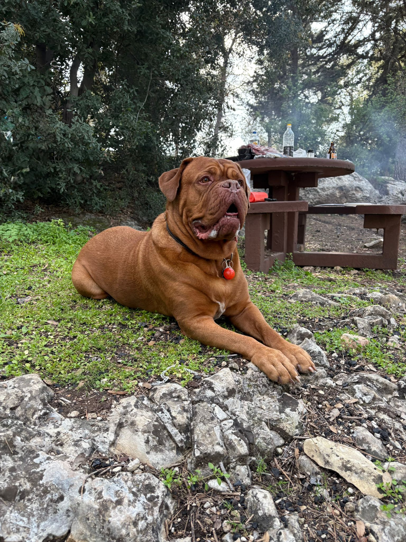 כלבה כתומה