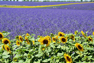 lavender-field-1899575.jpg
