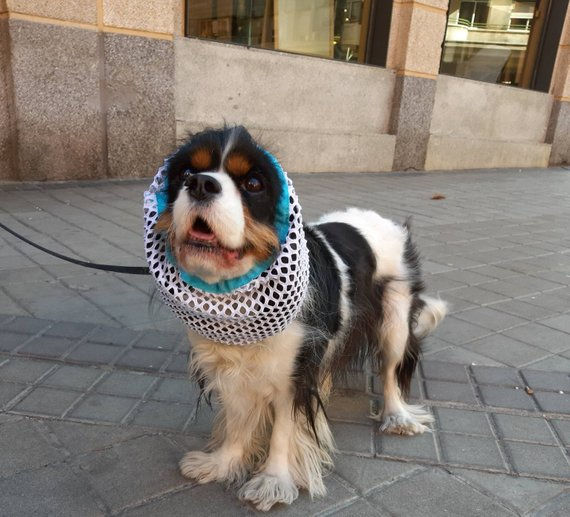 Breathable Dog Snood