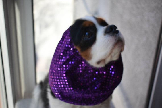 Show dog snood - Purple